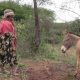 Les ânes au Kenya s'avèrent être un moyen d'autonomisation pour les femmes rurales