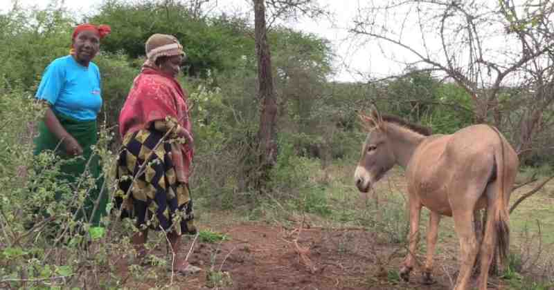 Les ânes au Kenya s'avèrent être un moyen d'autonomisation pour les femmes rurales