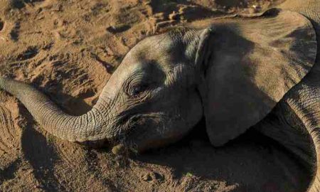 En raison de la sécheresse, plus de 200 éléphants sont morts au Kenya