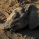 En raison de la sécheresse, plus de 200 éléphants sont morts au Kenya