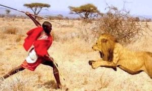 Les Maasai entre chasser les lions et boire du sang de vache…L'histoire du peuple lanceur