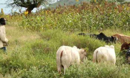 12 personnes ont été tuées dans un conflit entre agriculteurs et éleveurs dans le nord du Nigeria