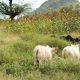 12 personnes ont été tuées dans un conflit entre agriculteurs et éleveurs dans le nord du Nigeria