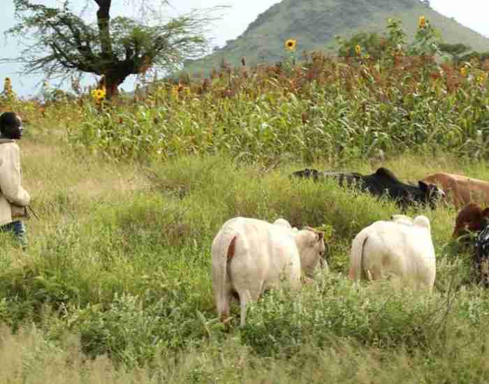 12 personnes ont été tuées dans un conflit entre agriculteurs et éleveurs dans le nord du Nigeria