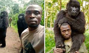 En RDC, les combats compliquent l'accès des rangers aux gorilles