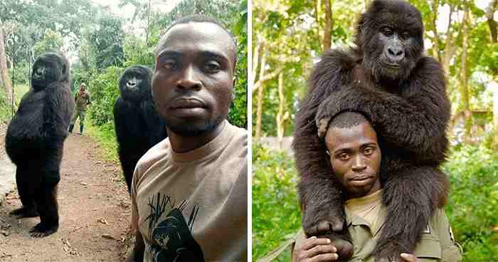 En RDC, les combats compliquent l'accès des rangers aux gorilles