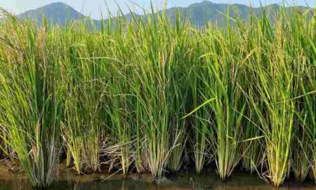 Le riz pérenne incorpore les gènes du riz sauvage africain et réduit de moitié le coût de production