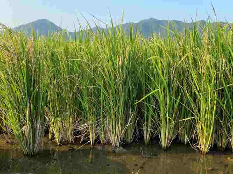 Le riz pérenne incorpore les gènes du riz sauvage africain et réduit de moitié le coût de production