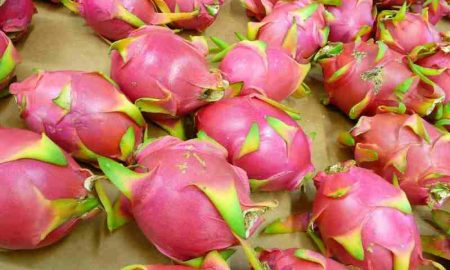 Le Strawberry King et le Pitaya King...Deux entrepreneurs angolais parient sur le potentiel agricole de leur pays