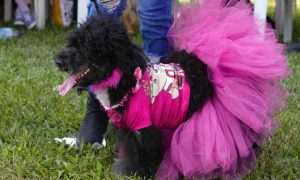 Les propriétaires de chiens nigérians se réunissent pour le 4eme carnaval canin de Lagos