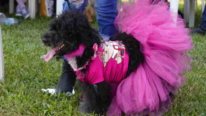 Les propriétaires de chiens nigérians se réunissent pour le 4eme carnaval canin de Lagos