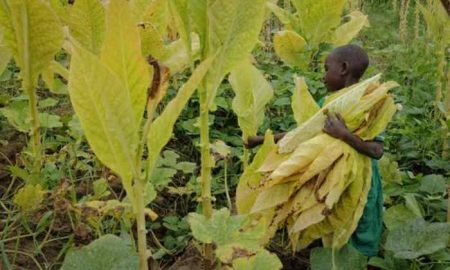 Malawi : La traite des enfants et le travail forcé poussent des milliers de personnes à travailler dans les plantations de tabac