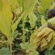 Malawi : La traite des enfants et le travail forcé poussent des milliers de personnes à travailler dans les plantations de tabac