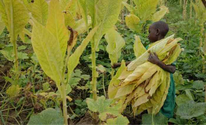 Malawi : La traite des enfants et le travail forcé poussent des milliers de personnes à travailler dans les plantations de tabac