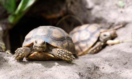 Des tortues du Sahel en voie de disparition envoyées au Sénégal pour tenter de les sauver