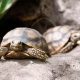 Des tortues du Sahel en voie de disparition envoyées au Sénégal pour tenter de les sauver