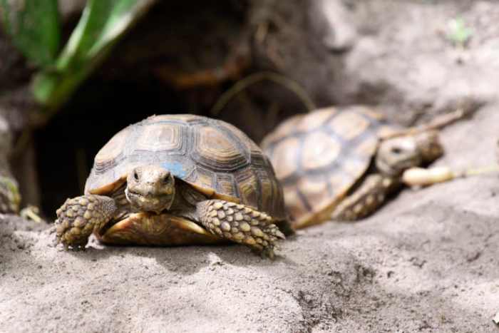 Des tortues du Sahel en voie de disparition envoyées au Sénégal pour tenter de les sauver