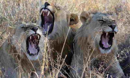 3 lions ont été tués au Soudan après avoir tenté de s'échapper d'une ferme appartenant aux Forces de soutien rapide
