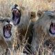 3 lions ont été tués au Soudan après avoir tenté de s'échapper d'une ferme appartenant aux Forces de soutien rapide