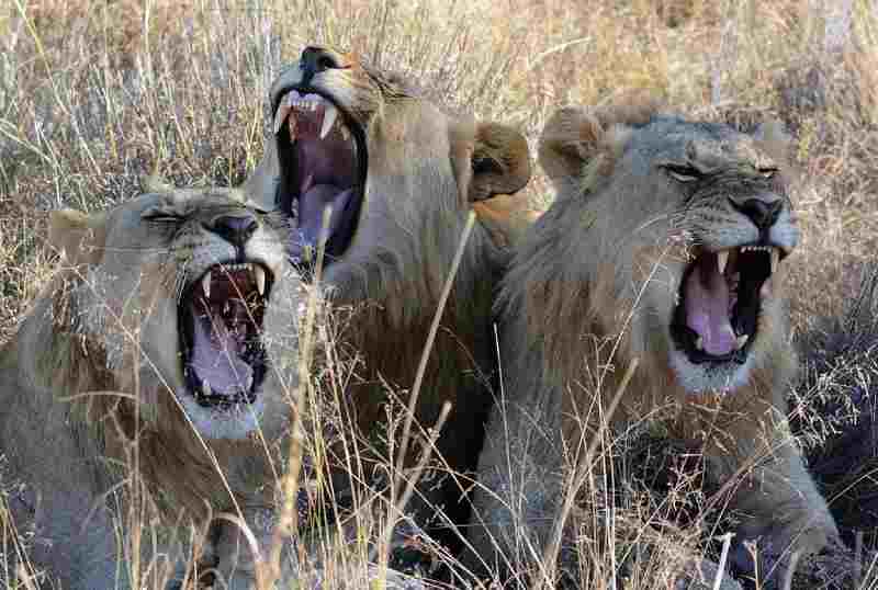 3 lions ont été tués au Soudan après avoir tenté de s'échapper d'une ferme appartenant aux Forces de soutien rapide