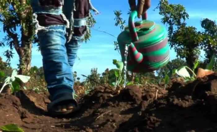 Le groupe TDB accorde un financement de 100 millions de dollars au groupe de commerce d'exportation pour soutenir les agriculteurs en Afrique