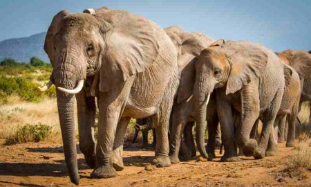 Le nombre croissant d'éléphants menace l'écosystème en Afrique du Sud