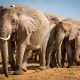 Le nombre croissant d'éléphants menace l'écosystème en Afrique du Sud
