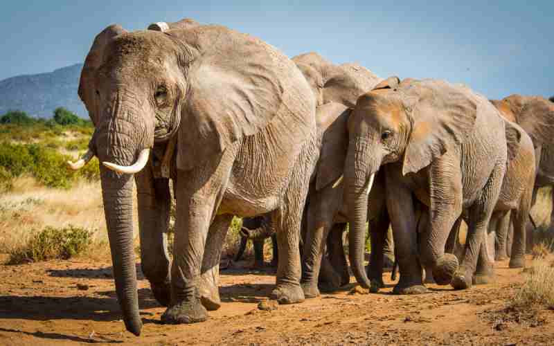 Le nombre croissant d'éléphants menace l'écosystème en Afrique du Sud