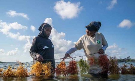 La culture des algues autonomise les femmes au Kenya