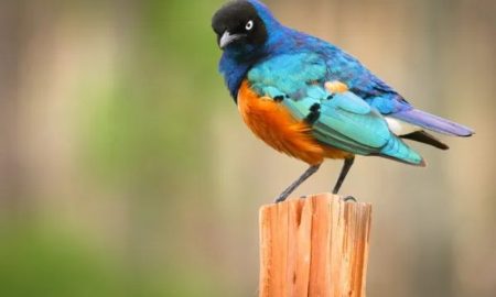 Jusqu'à 6 millions d'oiseaux sont sur le point de mourir dans l'ouest du Kenya