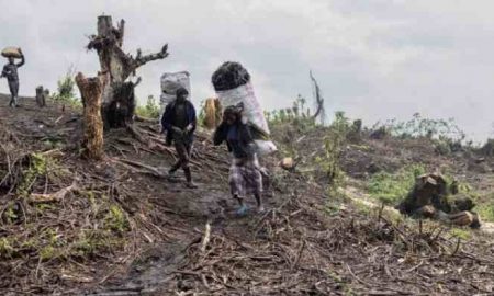 La déforestation menace un parc national en RDC