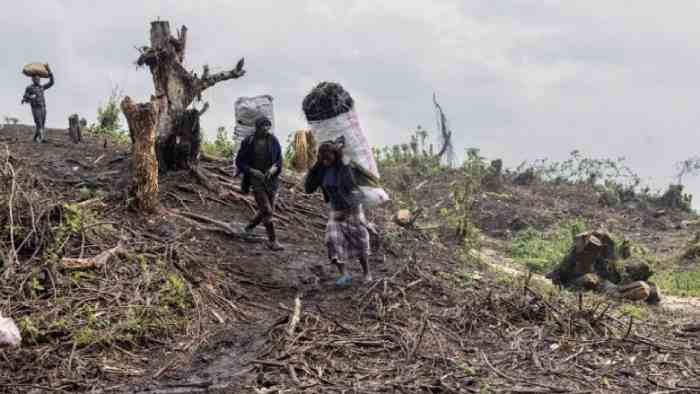 La déforestation menace un parc national en RDC
