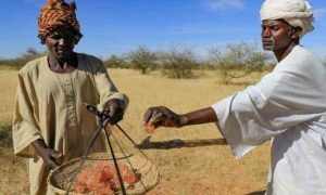 Les producteurs de gomme arabique au Soudan s'en tiennent à sa culture malgré les défis