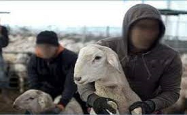 Algérie : L'arrestation d'un gang spécialisé dans le vol de bétail