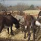 Pour des raisons commerciales, il y a une « grave pénurie » d'ânes en Afrique