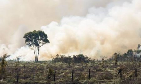 Le déclin de la biodiversité en Afrique menace la sécurité humaine