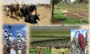 IFC s'associe à ACEP Burkina pour soutenir les agriculteurs et les agro-industries rurales au Burkina Faso