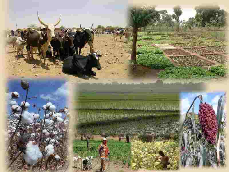IFC s'associe à ACEP Burkina pour soutenir les agriculteurs et les agro-industries rurales au Burkina Faso