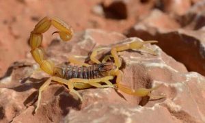 Des scorpions mortels coûtent la vie à des enfants au Soudan