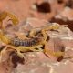 Des scorpions mortels coûtent la vie à des enfants au Soudan