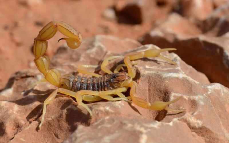Des scorpions mortels coûtent la vie à des enfants au Soudan