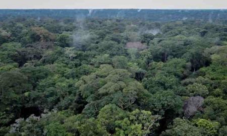 Dans le Bassin du Congo...Protéger les forêts face au "jeu diplomatique"
