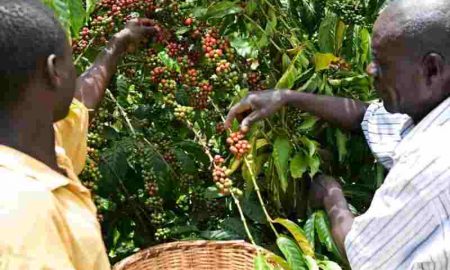 Le café haut de gamme ougandais cherche des marchés mondiaux et locaux