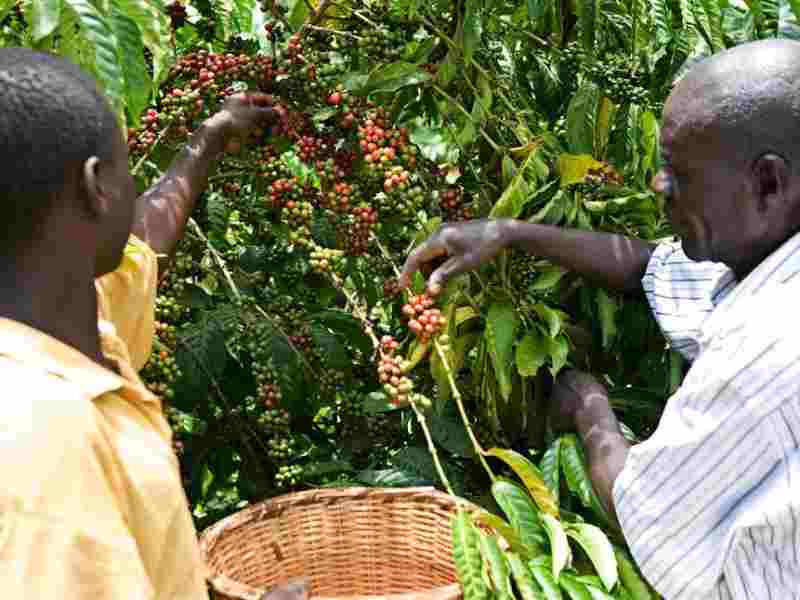 Le café haut de gamme ougandais cherche des marchés mondiaux et locaux