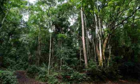 La gestion durable et la protection des forêts au cœur du One Forest Summit au Gabon