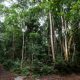 La gestion durable et la protection des forêts au cœur du One Forest Summit au Gabon