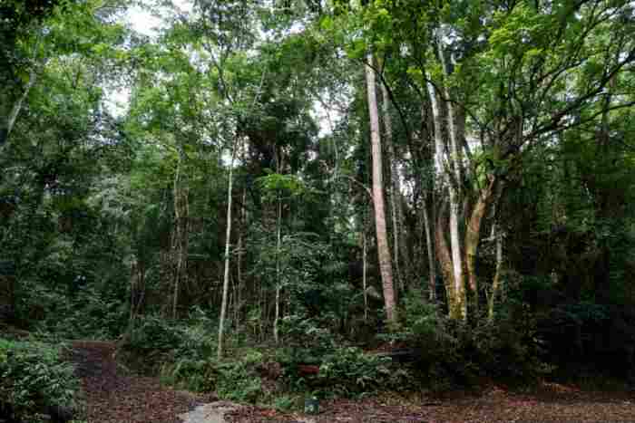 La gestion durable et la protection des forêts au cœur du One Forest Summit au Gabon