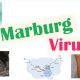 Confirmation du décès de 5 personnes des suites de la maladie de Marburg dans un pays africain