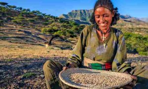 McKinsey co-fonde un effort pour transformer l'agriculture et les systèmes alimentaires en Afrique