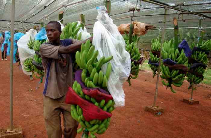 Cinq pays d'Afrique orientale et australe en cours de négociation pour signer un accord de partenariat économique